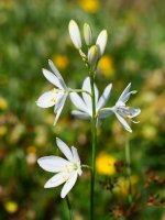 Anthericum liliago, Lapazarra mendiaren gandorrean