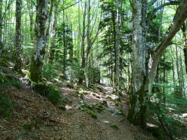 GRaren arrastoan, Belabartzen