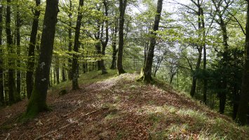 Amiltzu tontorra