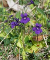  Pinguicula grandiflora Lintza aldean