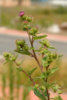 Arctium minus