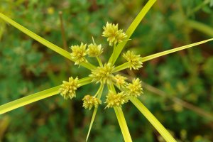 Cyperus eragrostis
