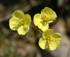 Brassica repanda, Oteros mendian
