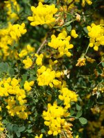 Coronilla valentina Etxauri mendian