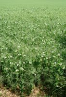 Illar soroa, Etxauri aldean