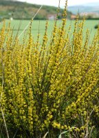 Osyris alba, Etxauri aldean