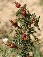 Rosa pim­pi­ne­lli­fo­lia Eskintza mendian