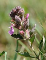 Teucrium chamaedrys, Eskintza mendian