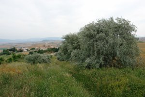 Elaeagnus angustifolia, Undio herriaren inguruetan