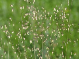 Briza media, Hondarribi aldean