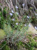Jasione montana, Aldura mendian