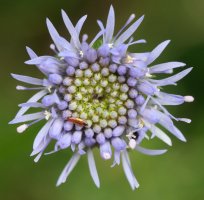 Jasione montana, Aldura mendian