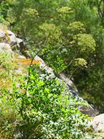 Laserpitium siler, Mintxateko arroilan