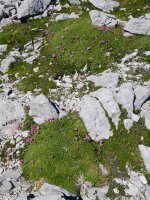 Saponaria caespitosa, Baines