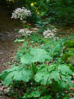 Adenostyles alliariae, Belagua aldeko pagadian