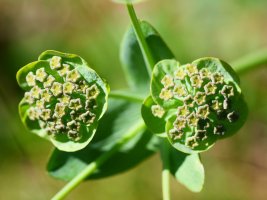 Bupleurum angulosum, Lapazarrako bizkarrean