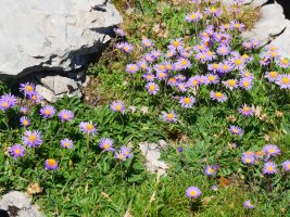 Aster alpinus, Lapazarrako bizkarrean
