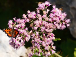 Adenostyles alliariae, Lapazarrako bizkarrean