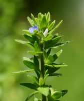 Veronica arvensis Oiartzun aldean