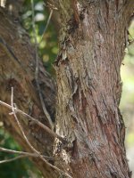 Arbutus unedo, Endara aldean