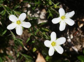 Arenaria montana, Erroiarri mendian