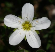 Arenaria montana, Erroiarri mendian