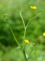 Ranunculus acris