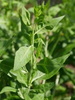 Lepidium latifolium