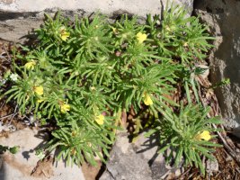 Ajuga chamaepitys Trueno mendiaren hegoaldeko hegian