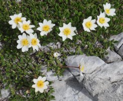Dryas octopetala Auñamendi aldean