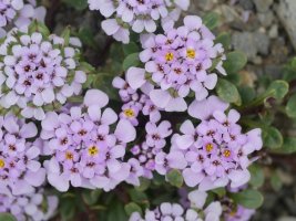 Iberis carnosa Auñamendi mendian