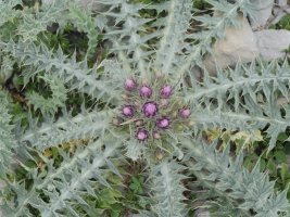 Carduus carlinoides Auñamendi mendian