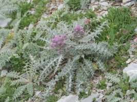 Carduus carlinoides Auñamendi mendian
