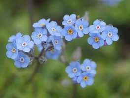 Myosotis alpestris Auñamendi aldean