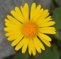 Doronicum grandiflorum Auñamendi mendian