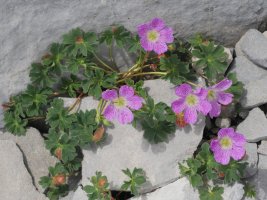 Geranium cinereum Auñamendin