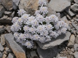 Iberis carnosa Soumcoy aldean