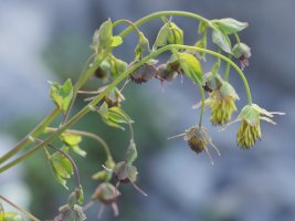 Thalictrum macrocarpum Auñamendiko bidean