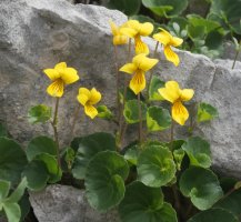 Viola biflora Auñamendiko bidean