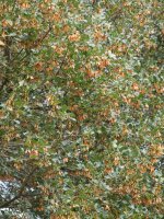 Acer monspessulanum Ollo herriaren inguruan