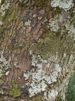 Acer monspessulanum Ollo herriaren inguruetan