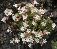 Sedum hirsutum Ekaitza aldean