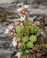 Sedum hirsutum Ekaitza aldean