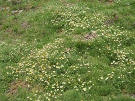 Chamaemelum nobile Ekaitza mendian