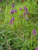 Stachys officinalis Madotz aldean