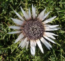 Carlina acaulis, Otxogorrigaina mendiaren iparraldeko isurialdean