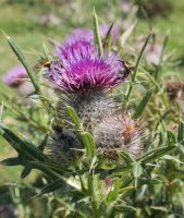 Cirsium eriophorum Ulizar mendian