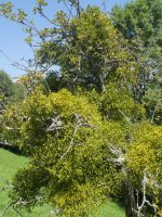 Viscum album album, Alkiza aldean