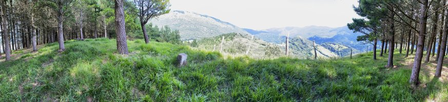 Tontorra