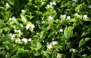 Tradescantia fluminensis, Zamalbide aldean